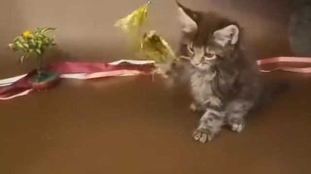 КОШКА №28 1 ПОМЕТ НА БУКВУ В от 10 04 20 смотреть онлайн