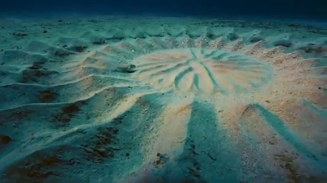 Брачные ритуалы животных. Песочная церемония Колючего Аротрона. смотреть онлайн