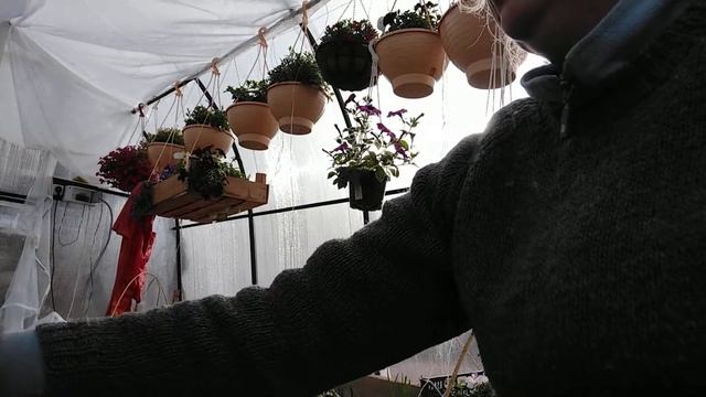 Укореняю гортензию. Фрейзи мельба, Уника и др. смотреть онлайн