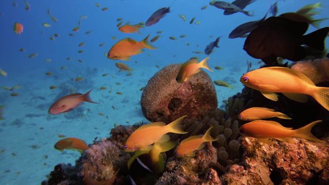 4K Подводный мир, релакс, музыка смотреть онлайн