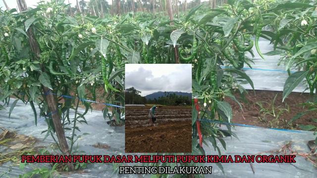CARA PALING CEPAT DAN TEPAT MENGATASI VIRUS GEMINI PADA TANAMAN CABE смотреть онлайн