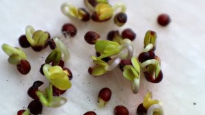 Когда сажать капусту на рассаду для максимального урожая? Сроки посева разной капусты на рассаду!