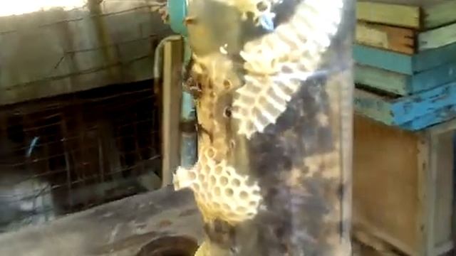 Нуклеус Джинн 1л после изоляции матки . смотреть онлайн