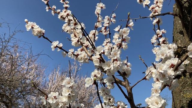ЦВЕТУЩИЕ АБРИКОСЫ С ПЧЁЛАМИ (4K) смотреть онлайн