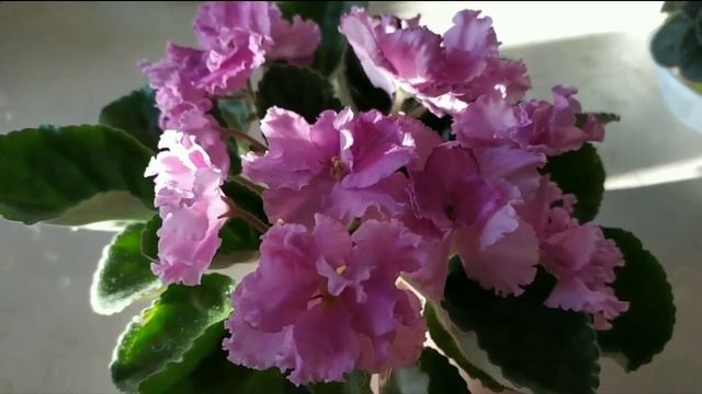 ФИАЛКИ. КРАСИВЫЕ СОРТА. смотреть онлайн