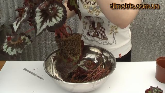 Омоложение бегонии смотреть онлайн