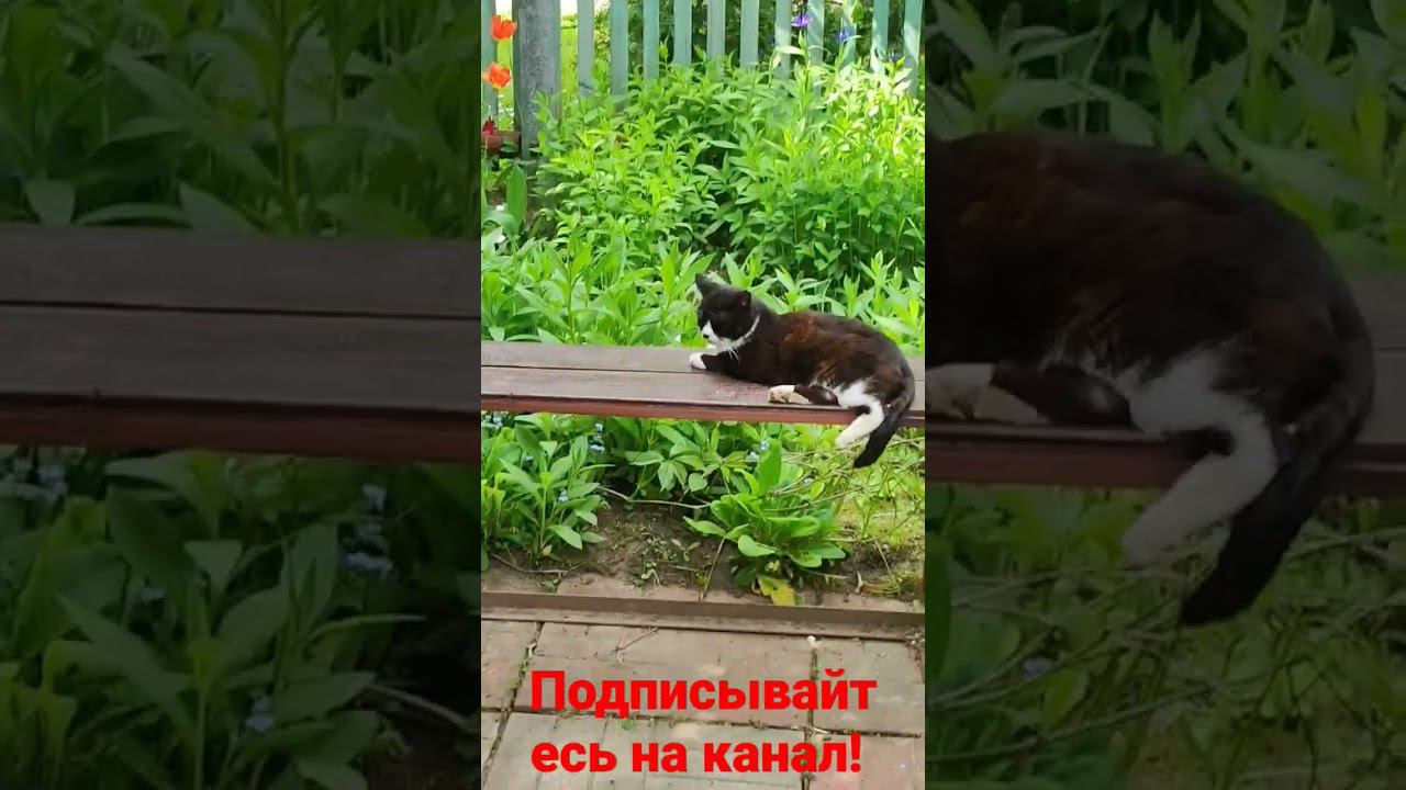 Белая Лапка лежит на лавочке! #реки смотреть онлайн