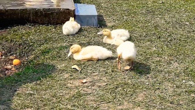 Утята Муларды купаются в корыте с водой. 27 апреля 2019