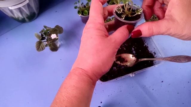 14.09.21.Фиалка химера Карусель Пони..посадка пасынков. смотреть онлайн