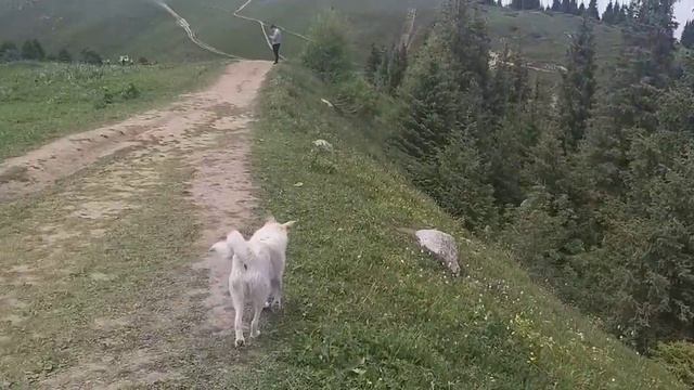 Кок-Жайляу 2021г, Водопад,Казахстан смотреть онлайн