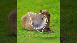 #Сто личный ананас–Капибара слушать