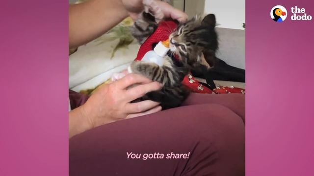 Phone-Sized Kitten Turns Guy Into A Cat Person | The Dodo Little But Fierce смотреть онлайн