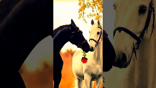 Красотка! С добрым воскресным вербным утром! 🌷🌷💐💐❤️❤️💕🌺🌺 смотреть онлайн