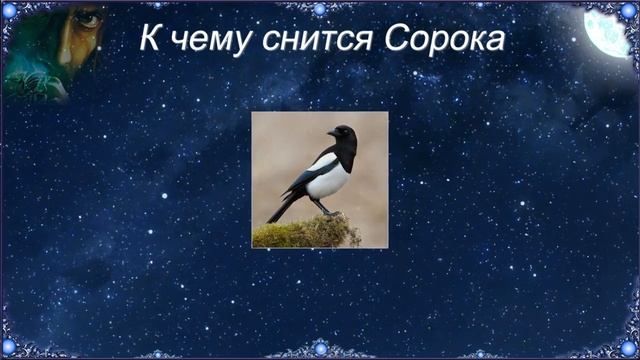 К чему снится Сорока (Сонник) смотреть онлайн