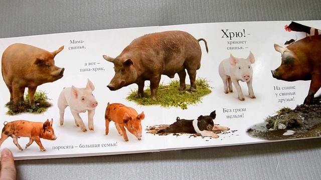 Книга Хрю ОБЗОР | Развороты ХРЮ | Мэтью Ван Флит смотреть онлайн