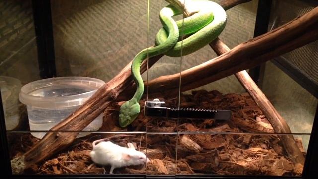 Куфия Гумпрехта Trimeresurus gumprechti female смотреть онлайн