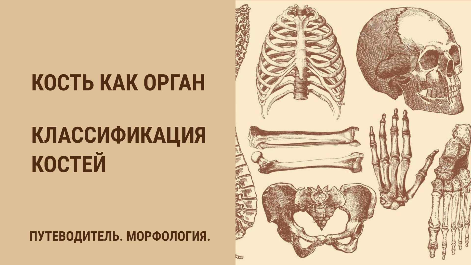 Кость как орган. Классификация костей. смотреть онлайн