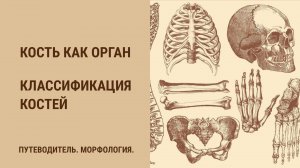 Кость как орган. Классификация костей.