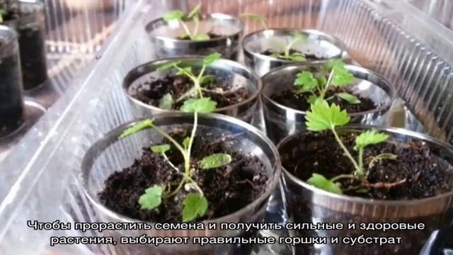 Руководство для начинающих садоводов: как вырастить малину из семян на рассаду в домашних условиях смотреть онлайн