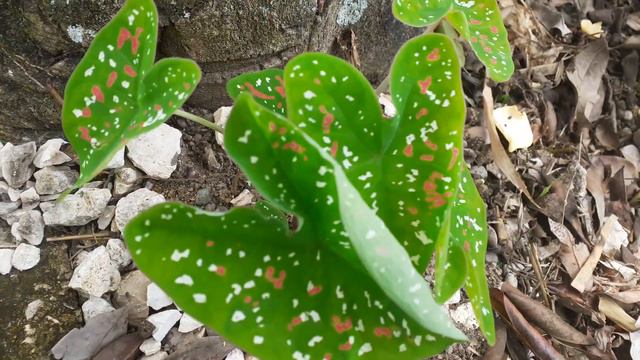 Florida Clown Caladium | Florida Crown  Heart Of Jesus | Caladium Bicolor