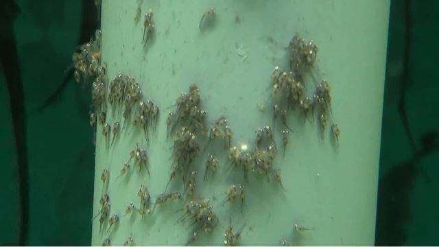 Angelfish Wrigglers 48 Hours After Hatching - Gwynnbrook Farm смотреть онлайн