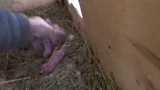 Отогреваем замёрзших крольчат и возвращаем в гнездо смотреть онлайн