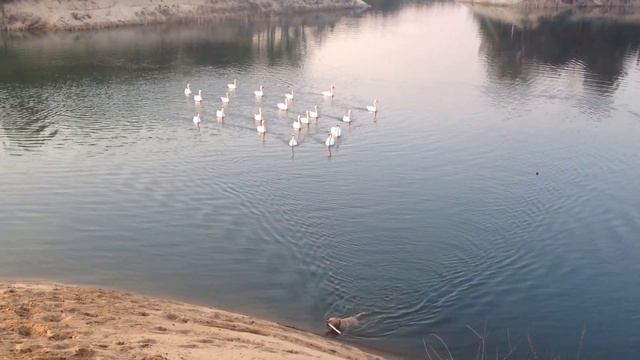 Лабрадора атакуют лебеди! смотреть онлайн