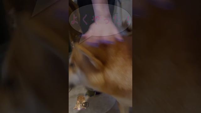 Как сибы лапы моют после прогулки? How does a shiba inu behave in the shower? 柴犬はシャワーでどのように行動しますか? смотреть онлайн
