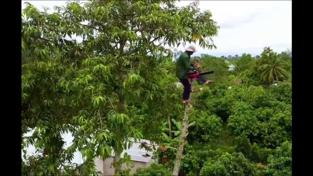 Как во Вьетнаме деревья пилят.