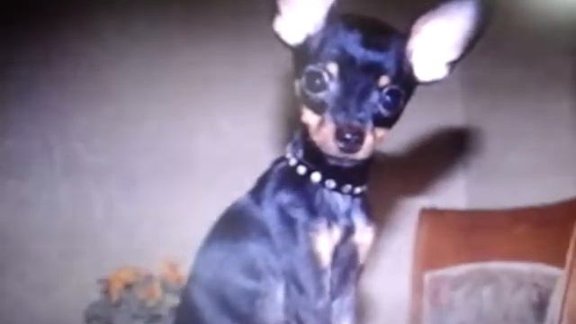 Топ 10 самых маленьких пород собак смотреть онлайн