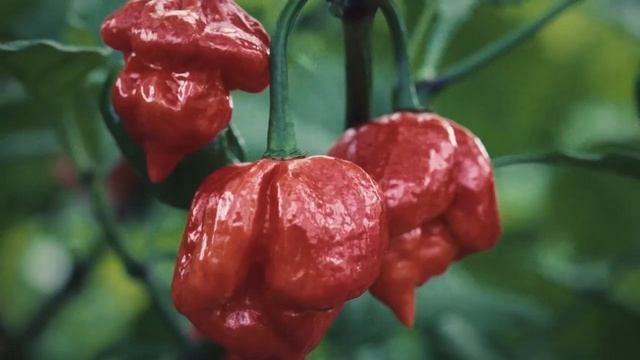 10 САМЫХ ОПАСНЫХ РАСТЕНИЙ. ОПАСНЫЕ РАСТЕНИЯ МИРА смотреть онлайн