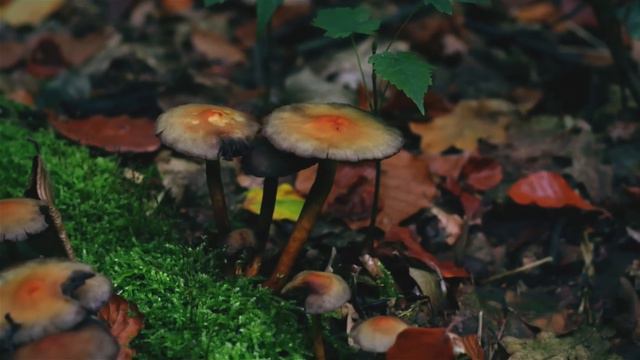 В деревне пропали две девочки. Но когда люди заглянули в подпол одинокого старика, чуть не упали от смотреть онлайн