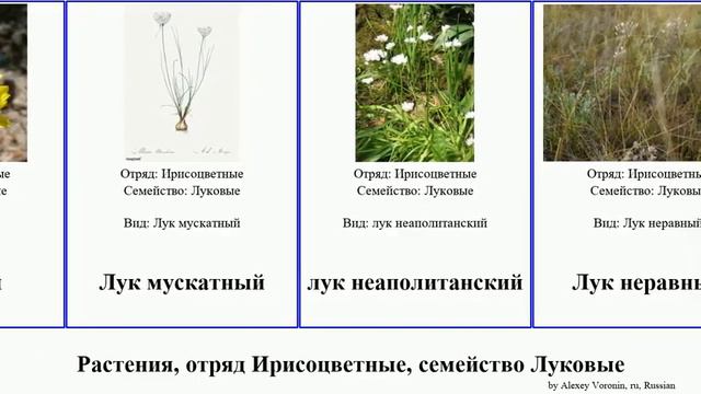 Растения, отряд Ирисоцветные, семейство Луковые plants нектароскордум ветвистый жёлтый победный смотреть онлайн