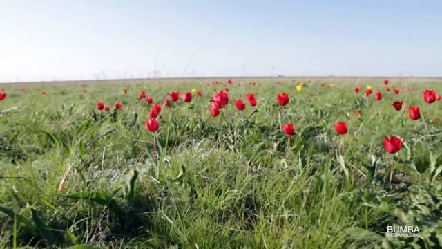 Звуки родной степи смотреть онлайн