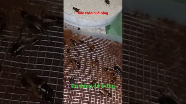 Dế Tiếp Tục đẻ Trứng