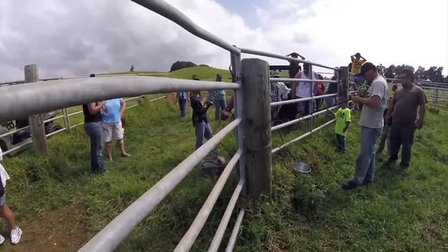 Kohala Cattle Branding At Pu'u O Kumau смотреть онлайн