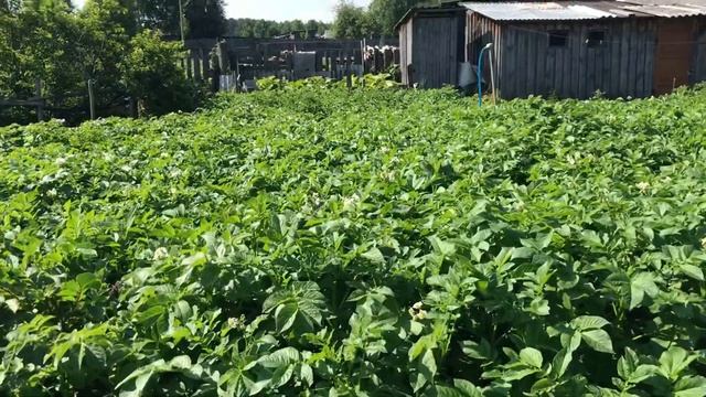 Корона у хирурга.Что дальше?//Сыр Фета.Легко и просто// смотреть онлайн