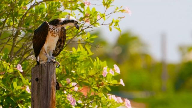 Расслабляющая музыка помогает вылечить стресс, тревогу и депрессивные состояния, исцеляя разум #20 смотреть онлайн