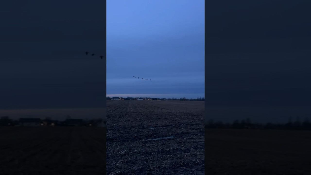 Гуси на зимовки Германия 02.02.2024 #охота #охотанагуся смотреть онлайн
