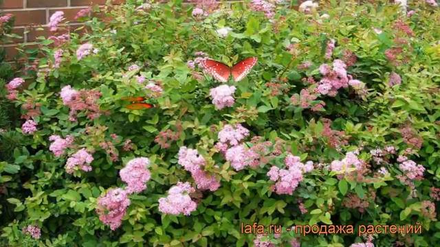 Спирея японская Оденсала (spiraea japonica odensala) ? обзор: как сажать, саженцы спиреи Оденсала смотреть онлайн