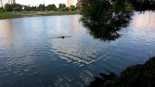 Мой любимый питбуль) смотреть онлайн