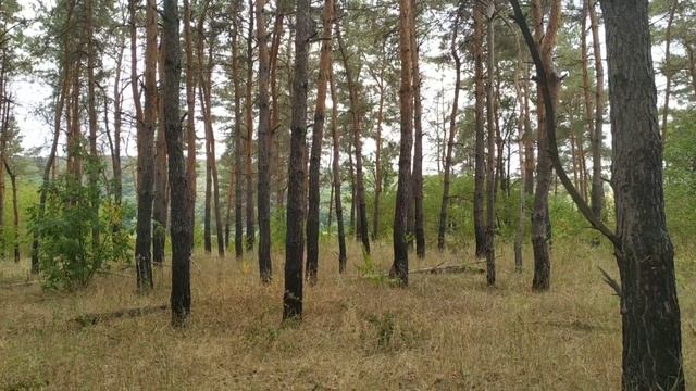 Видео для релаксации/Успокаивающее/Шум леса смотреть онлайн