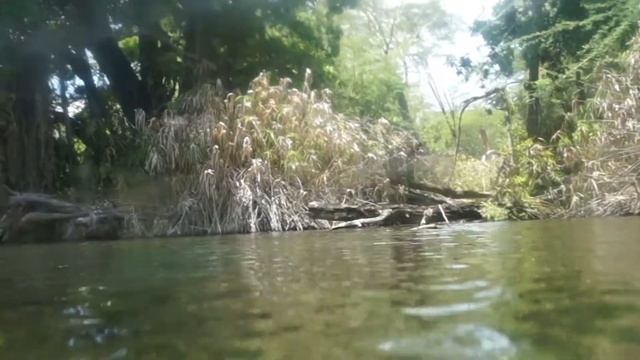 Safari Kenya: Vue amphibie aux sources de Mzima Springs смотреть онлайн