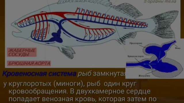 8 класс биология. Кровеносная система животных. Угрюмов И. 8Д смотреть онлайн