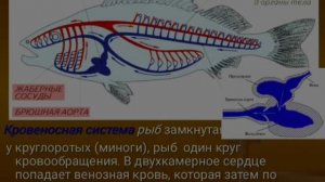 8 класс биология. Кровеносная система животных. Угрюмов И. 8Д