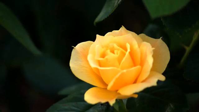 Сборник новых русских песен и видео онлайн смотреть онлайн