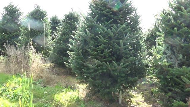 Пихта Фразера (срезанная новогодняя пихта)  22205