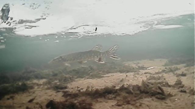 Сьемка подводной камерой Lucky FF3309 wi-fi, озеро Сомино смотреть онлайн