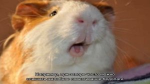 Почему морская свинка пищит, когда ее гладишь?