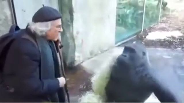 Мужик разговаривает с обезьяной (мем из тик тока) смотреть онлайн